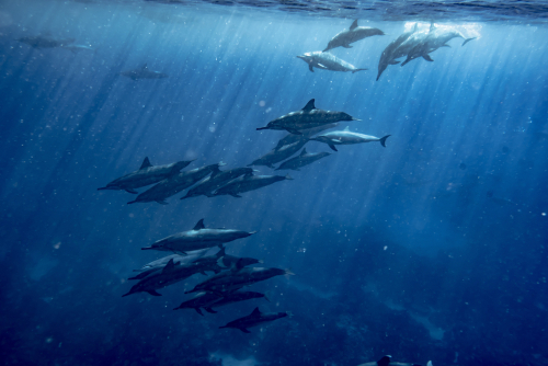 A pod of Hawaiian spinner dolphins near the Big Island of Hawaii.