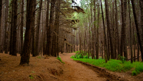 Waihou Spring Trail.