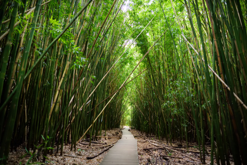 Pipiwai Trail's bamboo forest.