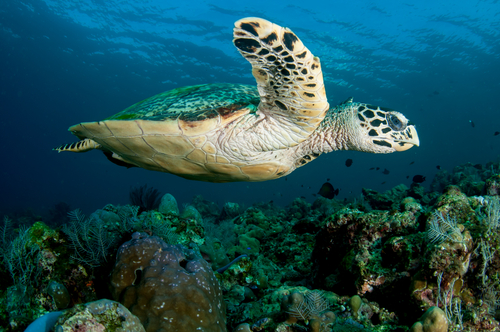 I'm not an expert, but the Hawksbill is aptly named with its birdlike beak. These guys are even more endangered than the Hawaiian green sea turtle so avoid interacting with them as much possible.