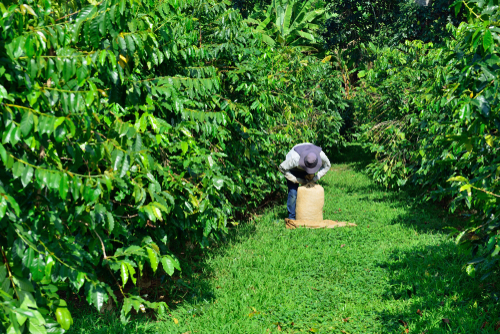 Working in the hot sun harvesting coffee beans on the Big Island of Hawaii.