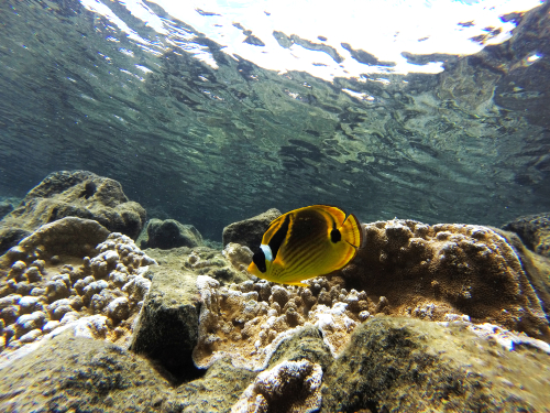 A raccoon butterflyfish swimming in crystal-clear waters of Kealakekua Bay (Captain James Cook Monument).