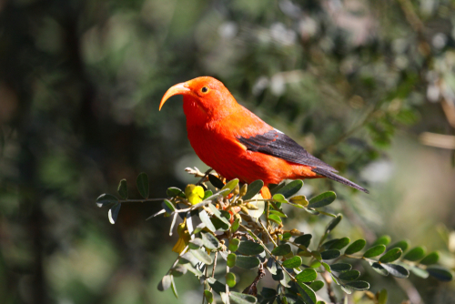 Scarlet honeycreeper in Hosmer Grove Trail in Haleakala National Park.