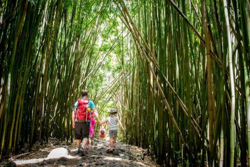 A Dad and daughter hold hands as they walk through the bamboo forest in the Pipiwai Trail in Haleakala National Park.