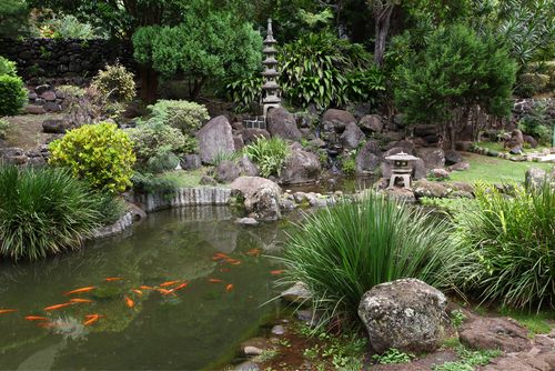 Koi pond in Iao Valley State Park.