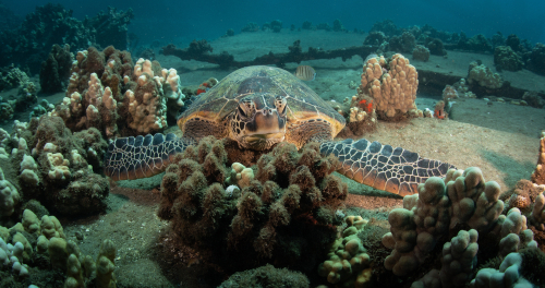 A resting Hawaiian green sea turtle on the bottom of the ocean floor while scuba diving.