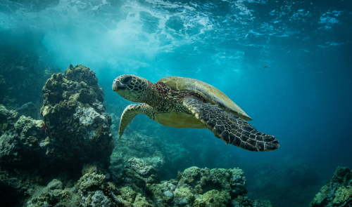 You'll have plenty of chances to see sea turtles both in and out of the water in Maui.
