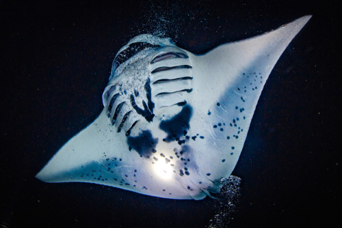 Night diving with manta rays in Kona.