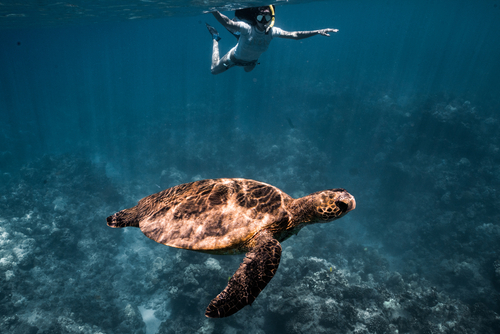 Swimming with a green sea turtle off the coast of Lanai, Hawaii.