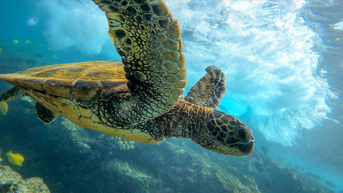 A green sea turtle rides the surf in.