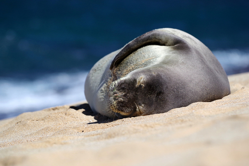 A Hawaiian monk seal on the sandy shore of Hookipa Beach on Maui.