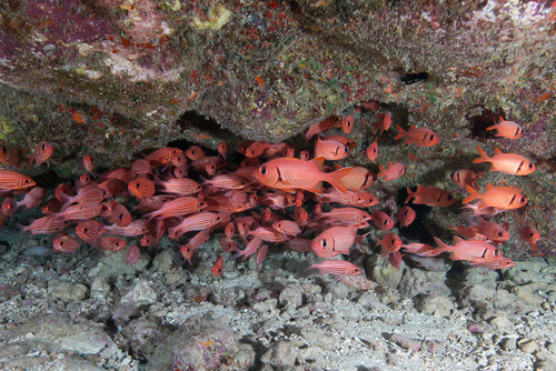 Soldier fish (menpachi) and squirrel fish (alaihi) hiding under a ledge.