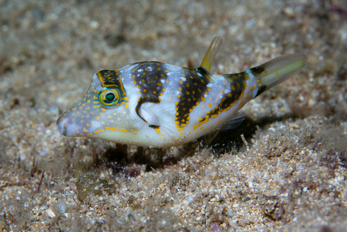 A crown puffer fish on the sea floor.