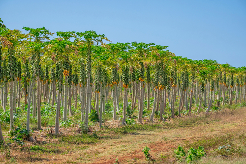 There's a never-ending supply of papayas at this Kauai farm.