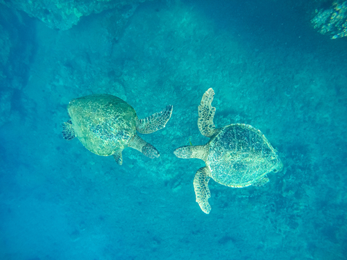 Two turtles swimming towards each other while snorkeling in Maui.