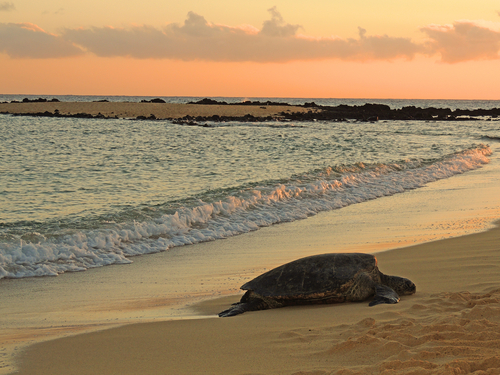 A green sea turtle gets ready for bed on Poipu Beach during sunset.