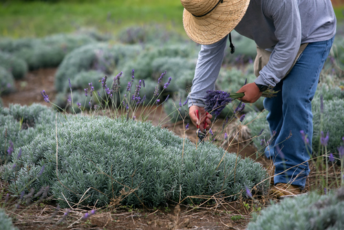 A worker harvests lavender from Alii Kula Lavender Farm in Maui.
