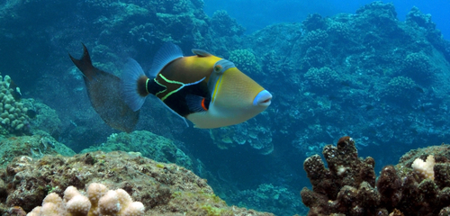 Hawaii's state fish, the humuhumunukunukuapuaa at Kaanapali, Black Rock Beach in Maui.