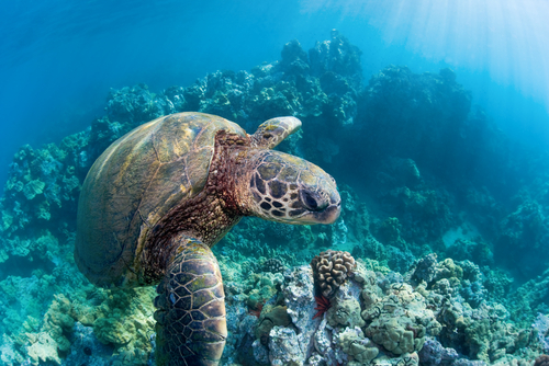 Snorkeling with a green sea turtle in Maui.