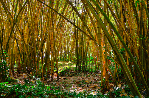 The bamboo forest at Allerton Garden in Kauai is so pleasant to walk through!