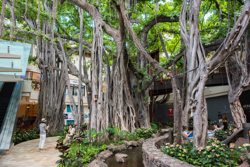 International Market Place's banyan tree has been fully incorporated into the architecture. Photo Credit: Michael Gordon / Shutterstock.com