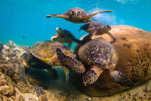 A group of sea turtles have a meeting at their rock.