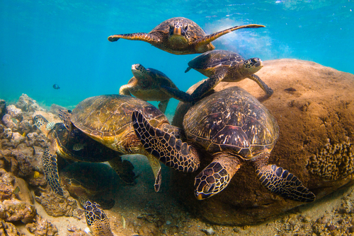 A group of sea turtles have a meeting at their rock.