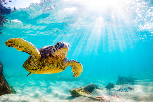 An endangered Hawaiian green sea turtle moseying along.