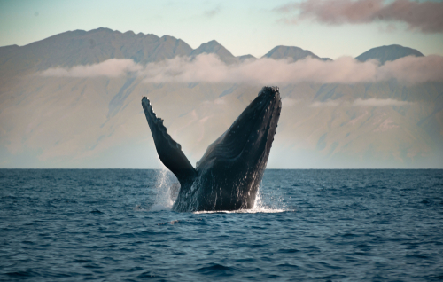 A breaching humpback whale with Molokai in the background.