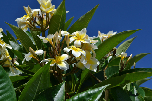 Blossoming plumeria flowers in Maui.