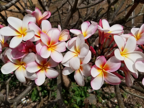 Blooming pink and white plumeria flowers in Oahu.