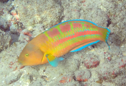 A male Christmas wrasse while snorkeling at Poipu Beach, Kauai.