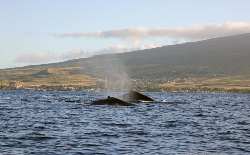 A pair of Humpback whales taking a breath near Maui.