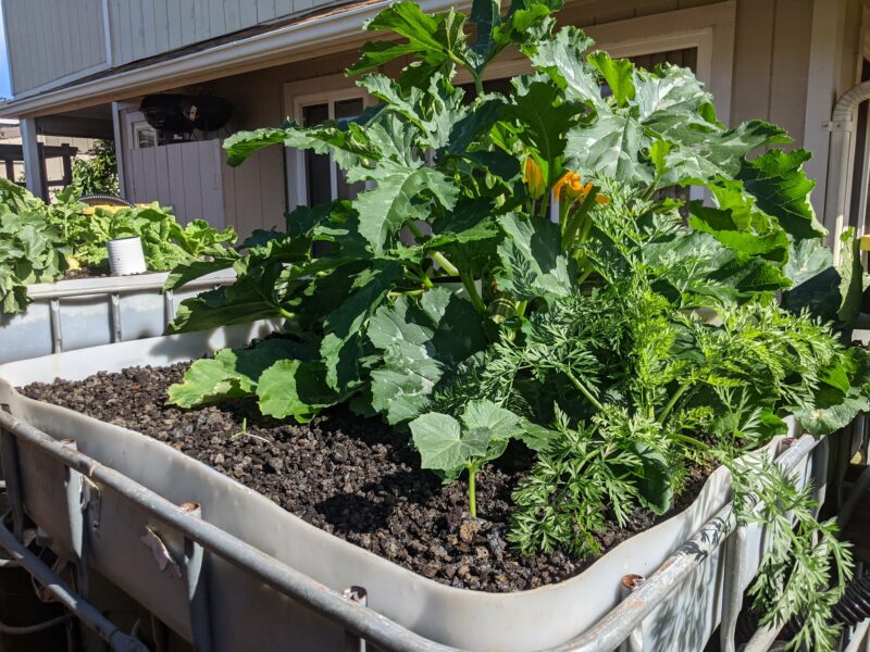 Cocozelle zucchini plant takes up most of the space in my aquaponics sytem.