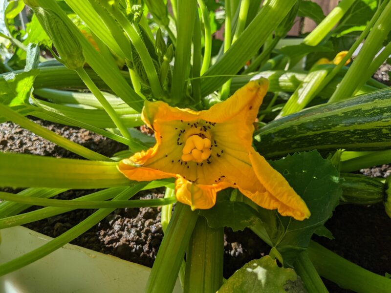 Cocozelle zucchini flowers.