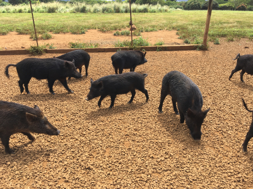 A herd of feral pigs (puaa) at Kilohana.