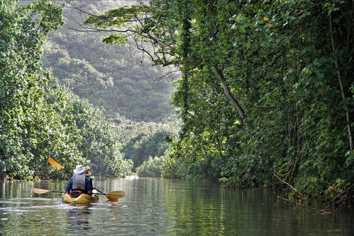Kayaking on the Wailua River in Kauai.