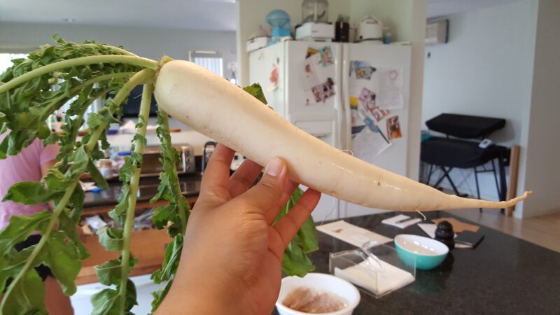 Japanese daikon grown from our garden turns out long and skinny.