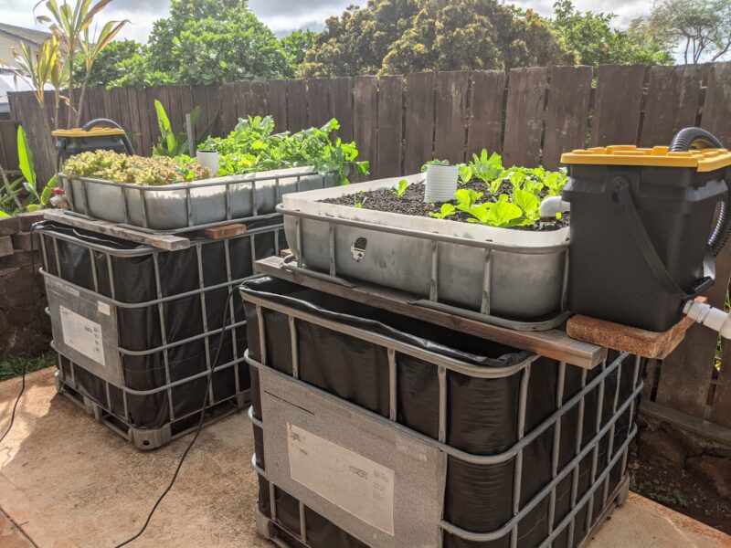 My IBC chop-and-flip aquaponics system in the backyard originally had one bucket solids filter each.