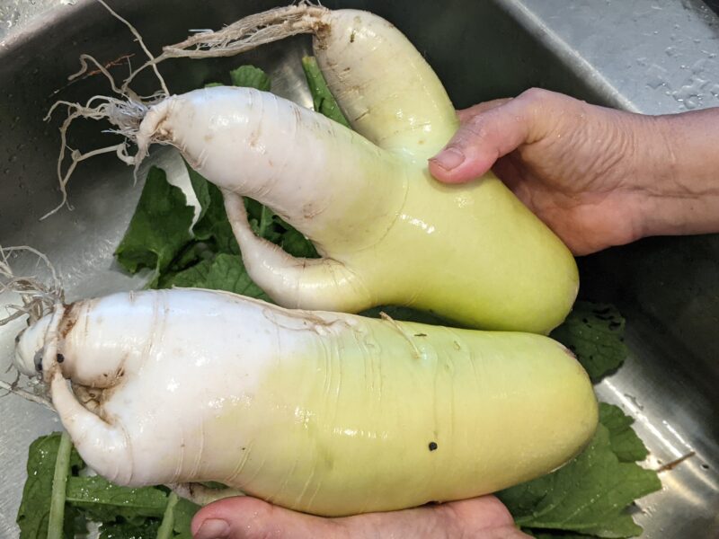 Put the daikon too close and they'll start to grow in weird shapes.