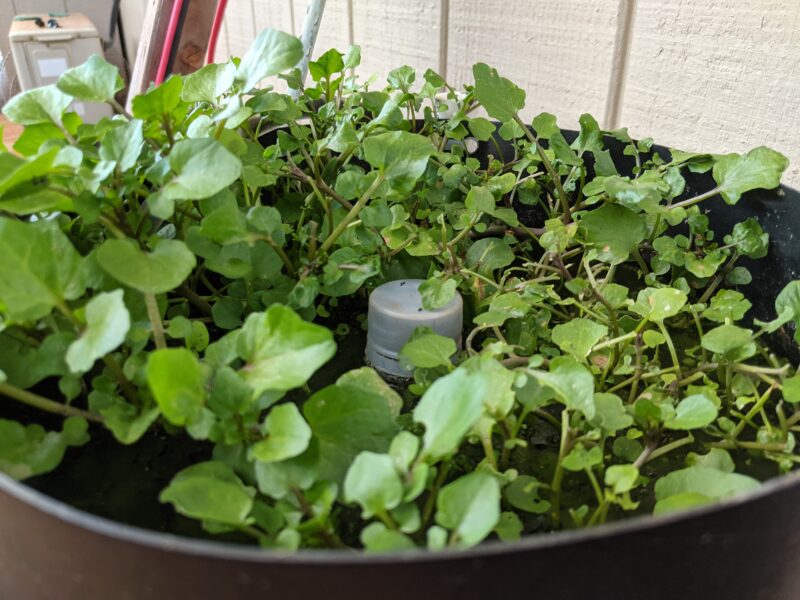 Worms eating up the right and center of my watercress grow bed. Can you see the green worm working its way to the left side?