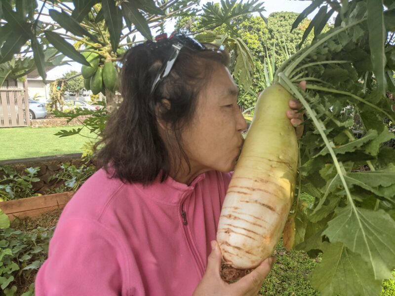 We were bored one morning so I told Mom to kiss the daikon she just harvested for a photo opp. This is a great time to harvest daikon, when it's half white and half green.