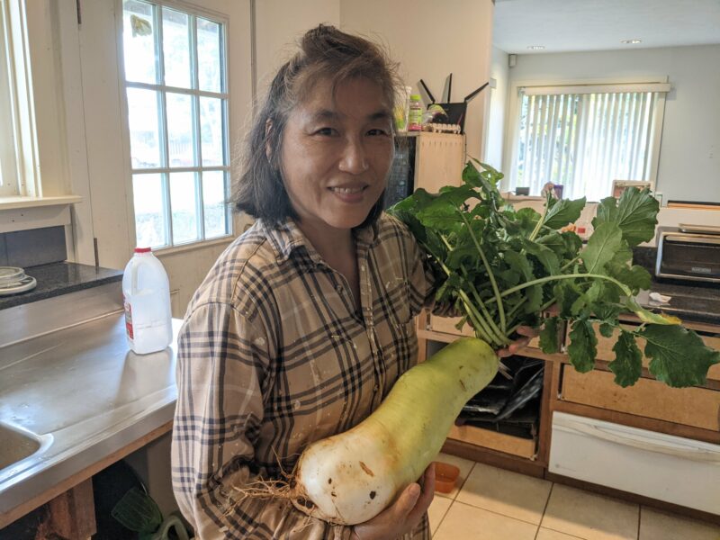 Mom's largest daikon grown from soil measured two feet.