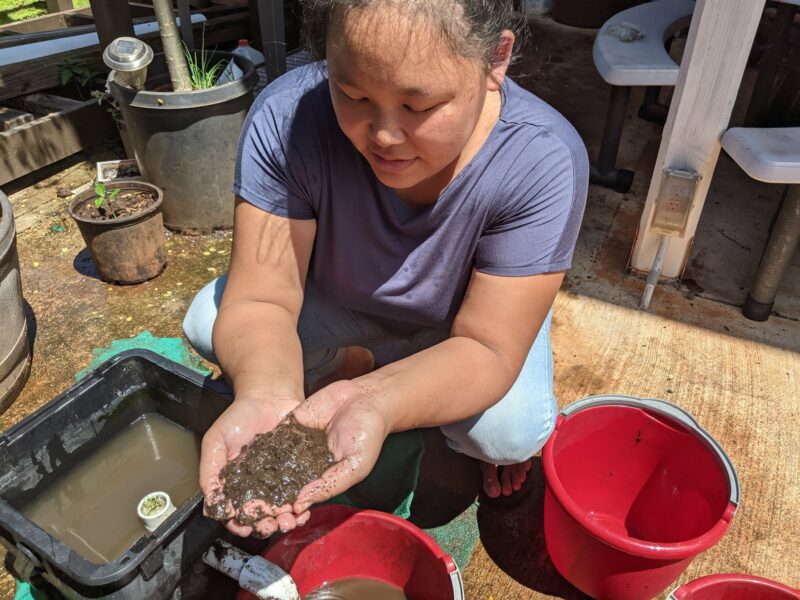 My last solids filter cleaning before I started upgrading my system. While some of this is fish poop, I suspect most of it is broken down fish food from my catfish. They're voracious and if I don't feed them enough they'll turn on each other.