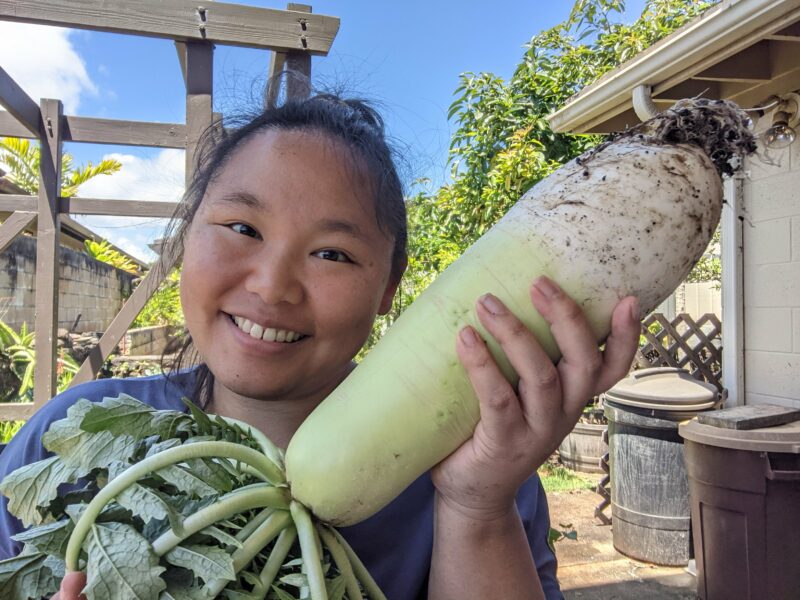 My 6th daikon harvest was another success!
