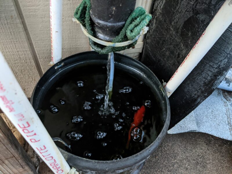 One goldfish (a feeder fish) has been living in this system for a year now.