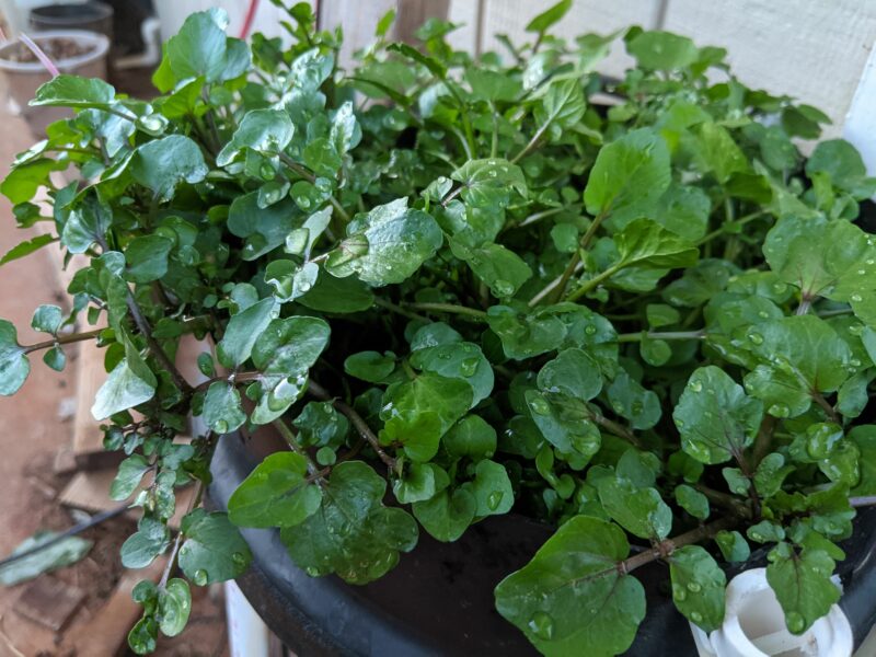 A closeup of my watercress right before I harvested the top half.