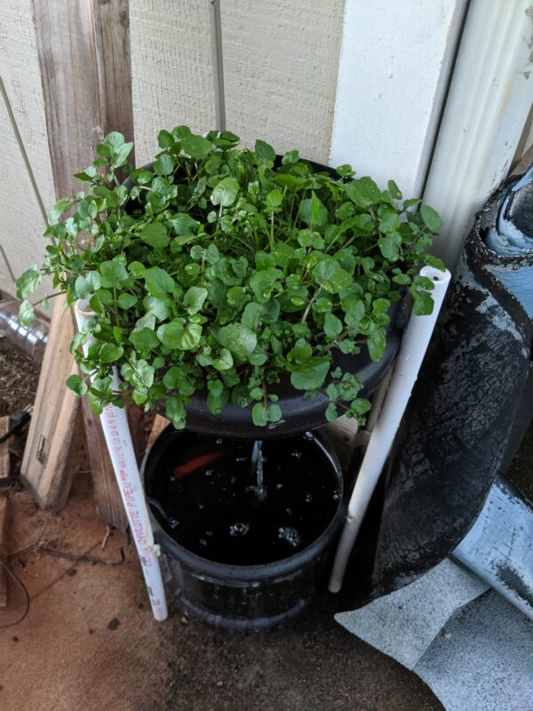My watercress looks like it's ready to harvest! The system is placed on the corner in the back of my house where it gets full sun during the day. The window is actually right in the front of the tank, but you can't see anything because of how thick the algae growth is.