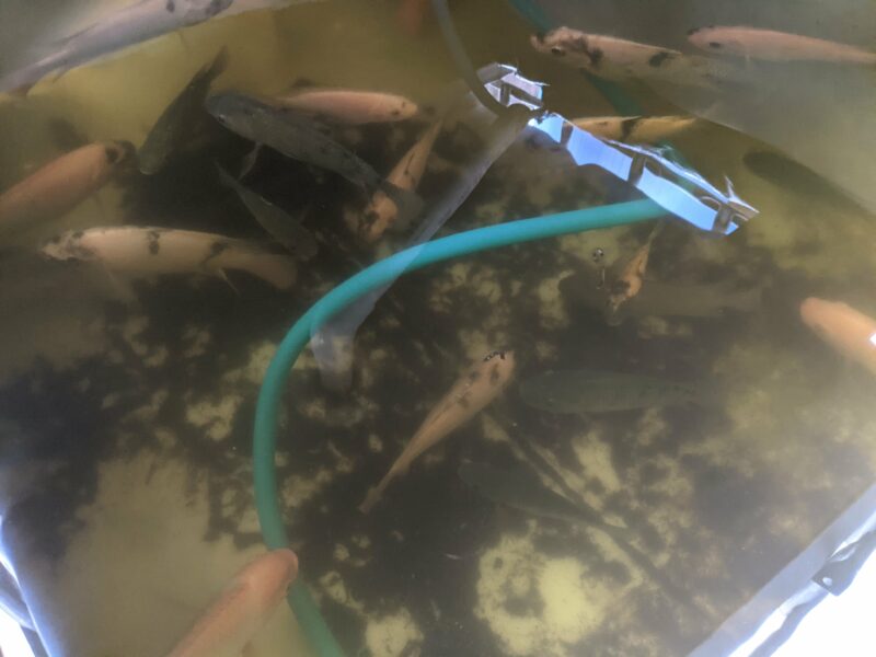 The water is pretty clear, but once I move half of these tilapia over to the next tank, the water should get even clearer. The dark areas on the bottom is just residual dirt that came off of the black lava rocks in the grow bed.