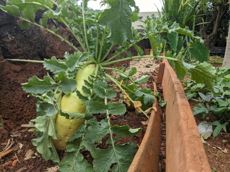 This daikon in my Mom's garden is ready to pick any time. We just need some space in the fridge...